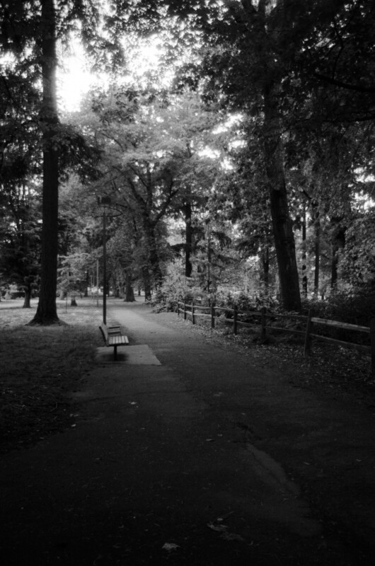 A black-and-white photo of a quiet park pathway lined with tall trees, a wooden bench on the left, and a wooden fence on the right, with sunlight filtering through the leaves.