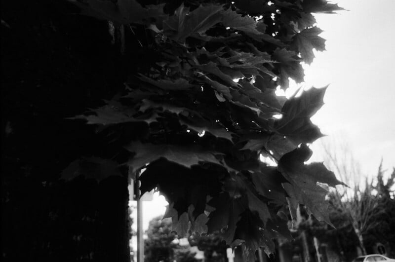 Close-up black and white photo of jagged-edged leaves on a tree, with sunlight filtering through. The background is blurred, showing faint outlines of trees, sky, and a street.