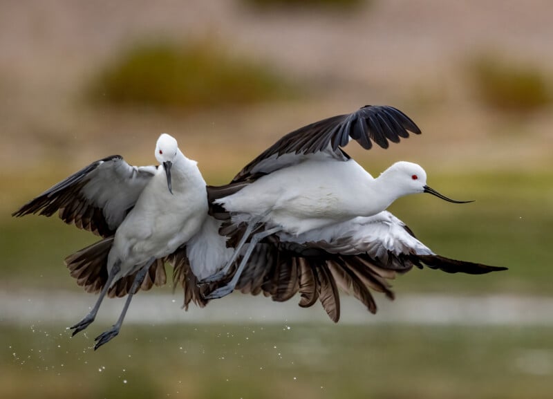 Two white birds with black-tipped wings and red eyes are captured mid-air, appearing to interact or compete, with water droplets below them and a blurred natural background.