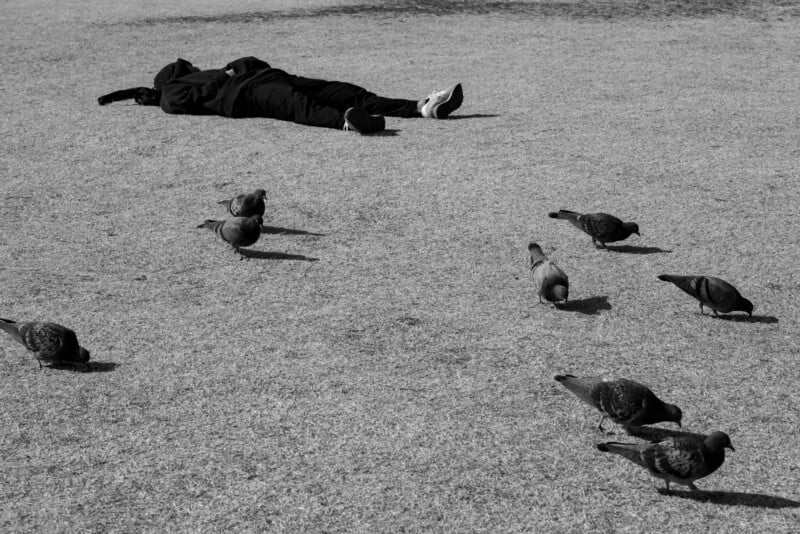 A person wearing dark clothing lies on the grass, face up, with several pigeons scattered nearby. The scene is captured in black and white, emphasizing the contrast between the person and the ground.
