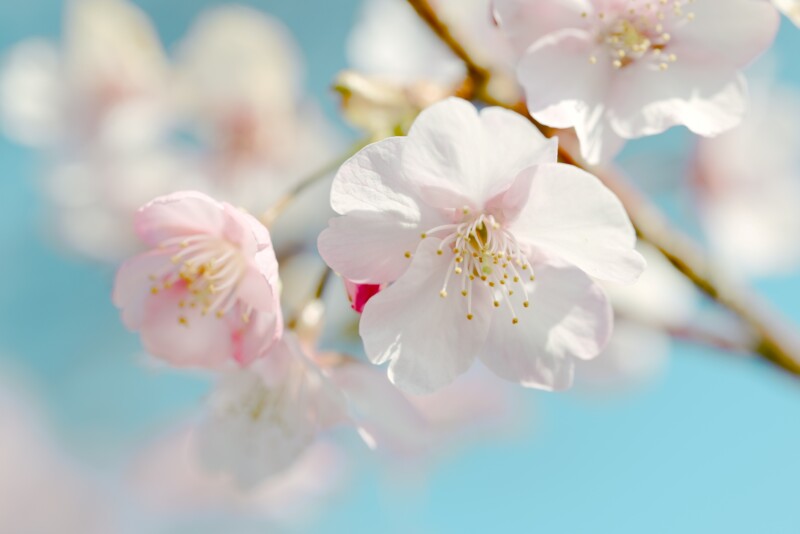 Close-up of delicate cherry blossom flowers in soft pink and white hues against a light blue sky. The focus is on one flower in the foreground, with others softly blurred in the background.