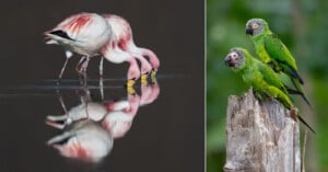 On the left, two flamingos drink water, their reflections visible. On the right, two green parrots perch on a weathered tree stump, surrounded by green foliage.