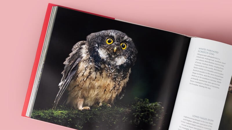 A photo book open to a page showing a close-up of a wet, wide-eyed owl perched on moss, with text about birds on the opposite page, all set against a pink background.