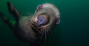 Close-up of a curious sea lion underwater, looking directly at the camera. Its whiskers and large eyes are prominent against the green water background. The playful expression suggests the sea lion is interacting with the photographer.