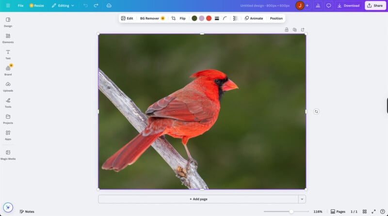 A vibrant red cardinal bird perched on a branch with a blurred green background, shown on a design editing software interface.