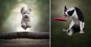 Two images: on the left, a small fluffy dog leaps over a log; on the right, a black and white dog jumps mid-air with its mouth open, catching a red frisbee. Both dogs are captured in action, outdoors.