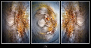 A digital triptych features abstract, layered forms with soft earthy colors, circular shapes, and translucent leaves, blending to create a dreamy, ethereal effect across three panels.