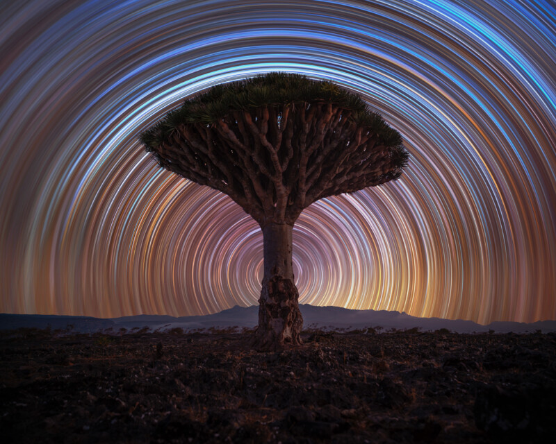 A dragon blood tree stands alone under a night sky filled with colorful, circular star trails, creating a surreal, hypnotic effect above a rocky landscape.