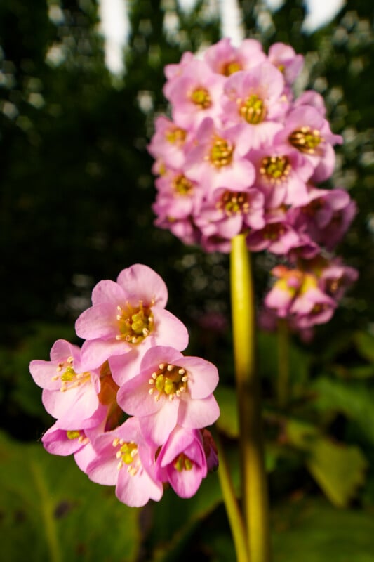 Close-up of two clusters of pink flowers with yellow stamens, set against a blurred green and dark background, highlighting the delicate petals and vibrant colors of the blossoms.