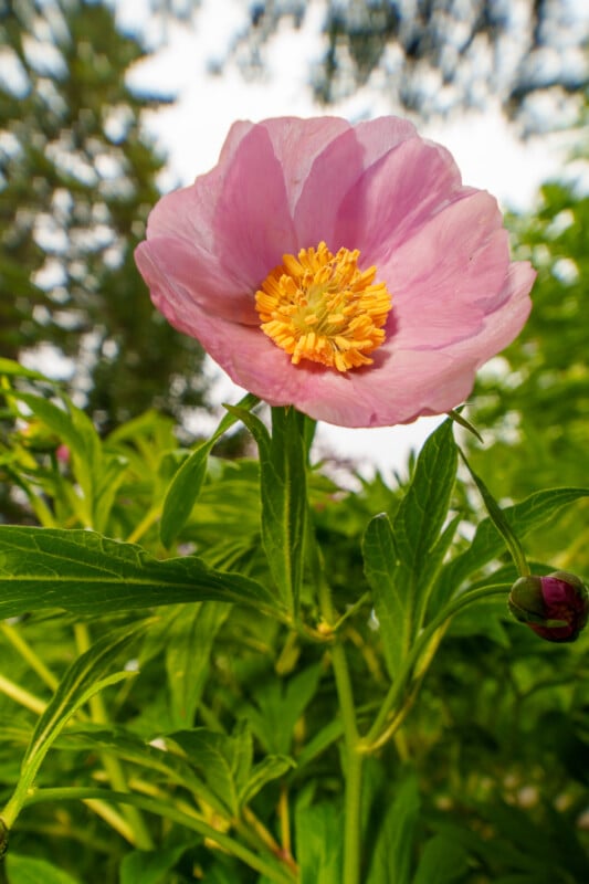 A single pink peony flower with a yellow center blooms amid green foliage, with blurred trees and sky in the background.