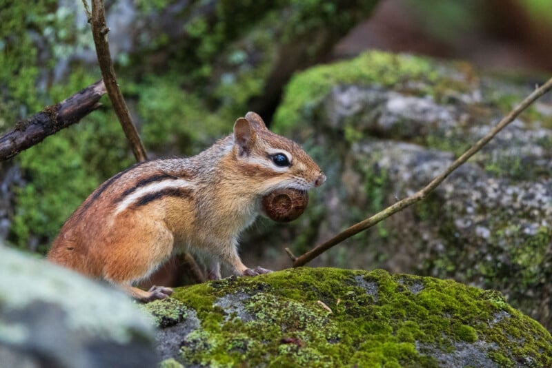 A chipmunk with brown and black stripes stands on mossy rocks, holding a nut in its mouth. The background is filled with green moss and natural foliage.