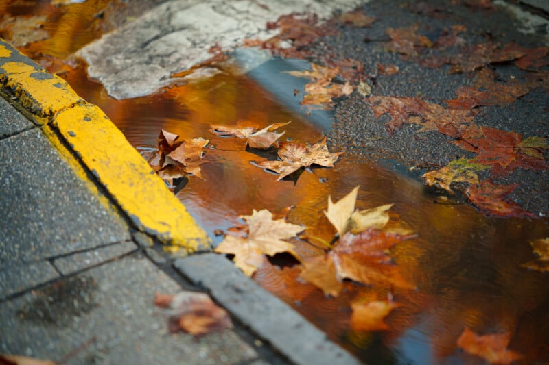 Fallen autumn leaves float in a rain puddle along a city street curb, bordered by a yellow painted line and wet pavement.