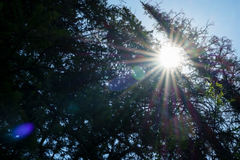 The sun shines brightly through the branches of tall trees, creating rays of light and lens flare against a clear blue sky.