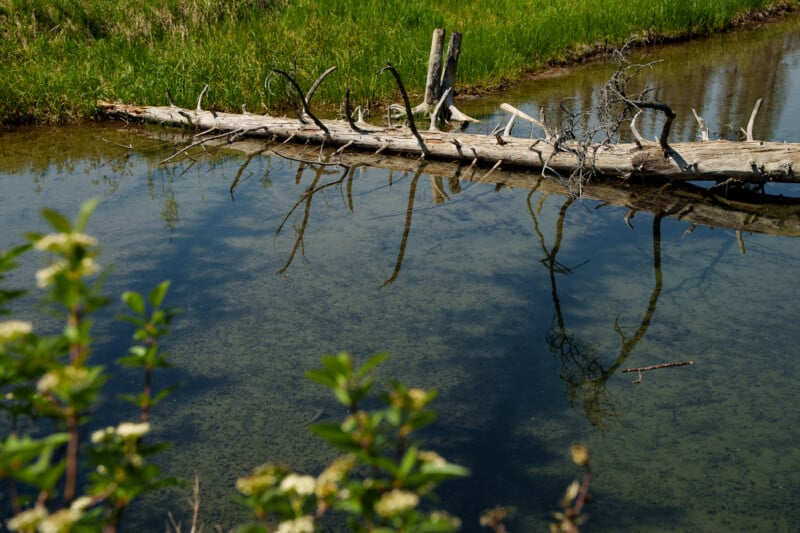 A fallen, leafless tree lies across a calm, shallow stream surrounded by green grass, with branches and foliage reflected in the water under bright sunlight.
