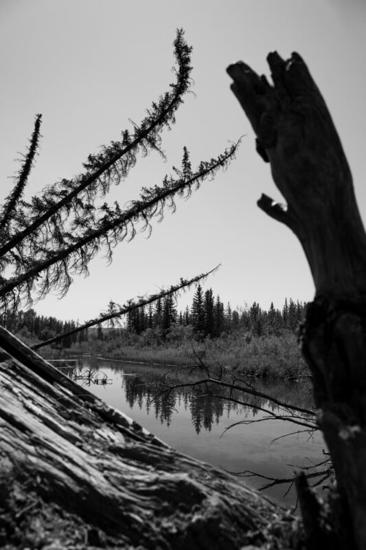 Black and white photo of a calm river with reflections of trees, framed by large fallen logs and branches in the foreground, with a clear sky overhead.