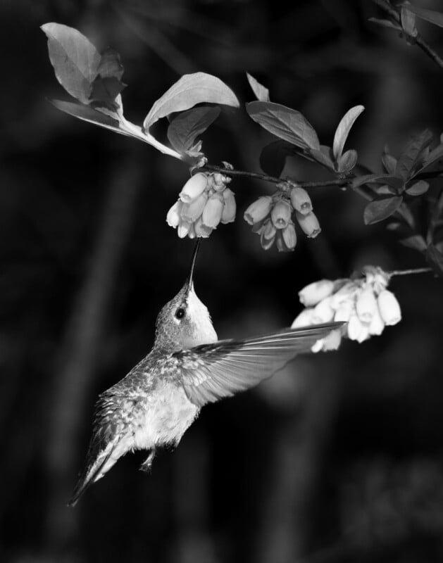 A hummingbird hovers in mid-air, drinking nectar from a cluster of small flowers on a leafy branch. The image is in black and white, highlighting the bird’s delicate feathers and outstretched wings.