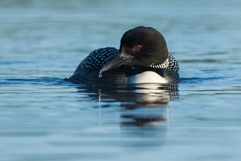 A common loon with striking black and white plumage and a red eye floats calmly on clear blue water, its reflection visible on the surface.