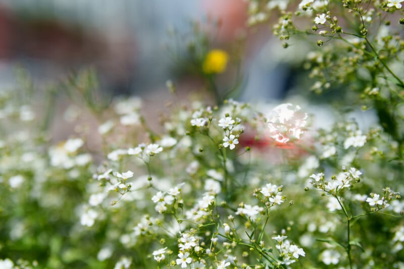Small white wildflowers in focus, with soft green stems and leaves. The background is blurred with hints of other colors, creating a gentle, dreamy, and natural outdoor scene.