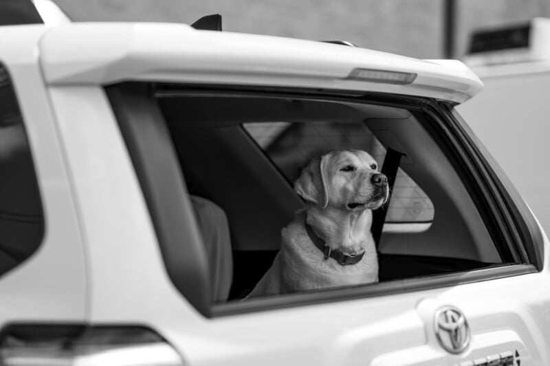A Labrador retriever sits in the back of a white SUV, looking out the open rear window. The photo is in black and white, and the dog appears calm and content.