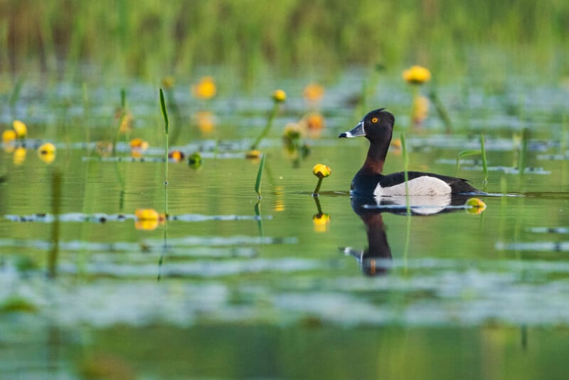 A black and white duck with a yellow eye swims in a pond surrounded by green reeds and yellow water lilies, with its reflection visible in the calm water.