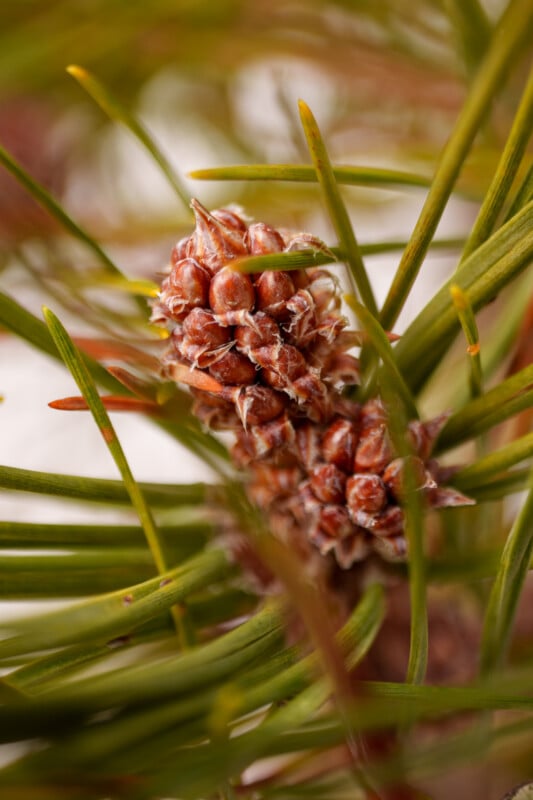 Close-up of a pine tree's new growth with clusters of small, reddish-brown cones surrounded by long, green needles. The background is softly blurred, highlighting the intricate details of the plant's texture.