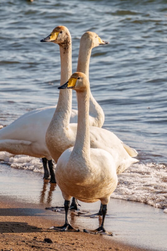 Three swans stand on a sandy beach with gentle waves lapping at the shore in the background. The swans are aligned in a group, gazing in the same direction under a clear sky.