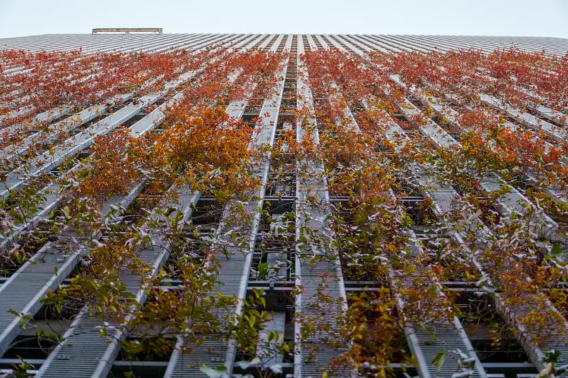 Vertical shot of a building facade covered with red and green climbing plants. The plants are growing along horizontal slats, creating a natural pattern, and the sky is visible at the top of the image.