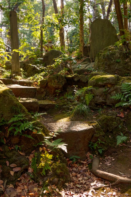A serene woodland scene with sunlit stone steps leading through a lush, green forest. Moss and ferns cover rocks along the path, and dappled sunlight filters through the tall trees, creating a peaceful atmosphere.