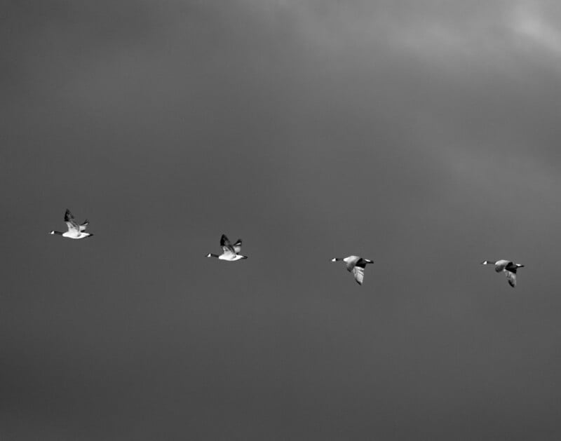 Four birds flying in a line against a dark, cloudy sky, captured in black and white.