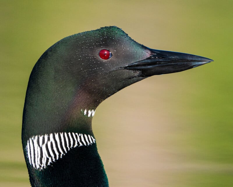 Close-up of a common loon’s head and neck, showing its striking red eye, sleek black beak, and distinctive black and white striped feathers against a blurred green background.