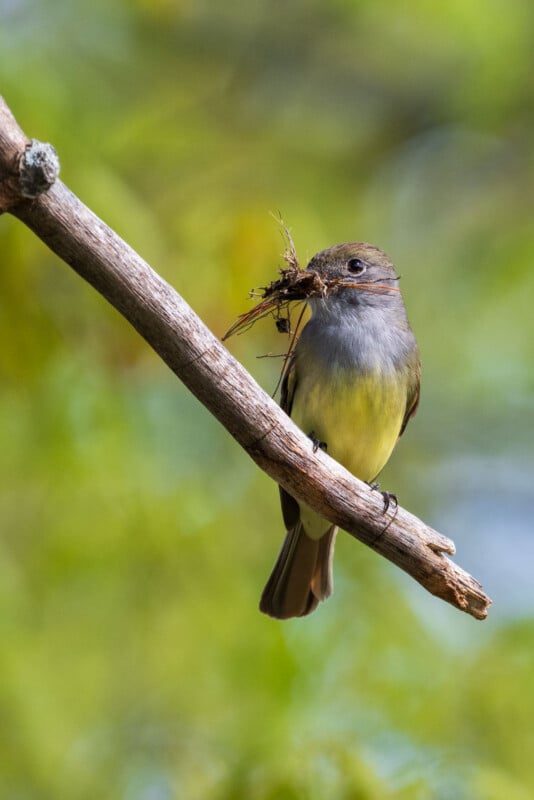 A small bird with yellow and gray feathers perches on a diagonal branch, holding a bundle of twigs and grass in its beak against a blurred green background.