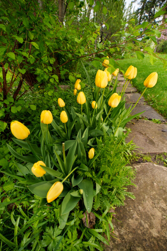 Yellow tulips growing beside a stone pathway surrounded by green plants and foliage in a garden setting.