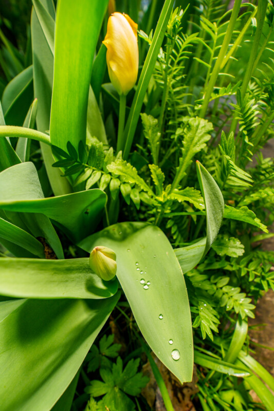 A yellow tulip bud stands among green leaves and ferns, with water droplets resting on a broad leaf in the foreground. The image captures the fresh, vibrant feel of a garden after rain.