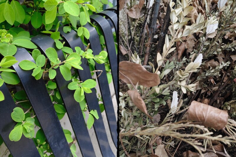 A split image: on the left, vibrant green leaves grow through a black metal bench; on the right, dry, brown leaves and branches are intertwined, showing a contrast between life and decay.