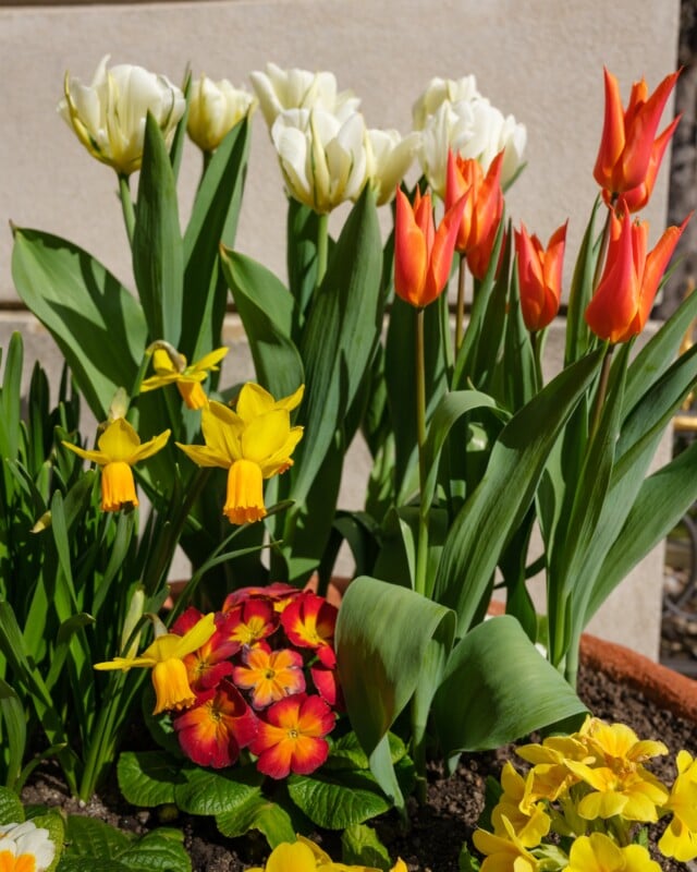 A vibrant garden with white and orange tulips, yellow daffodils, and red primroses with yellow centers, against a light-colored wall.