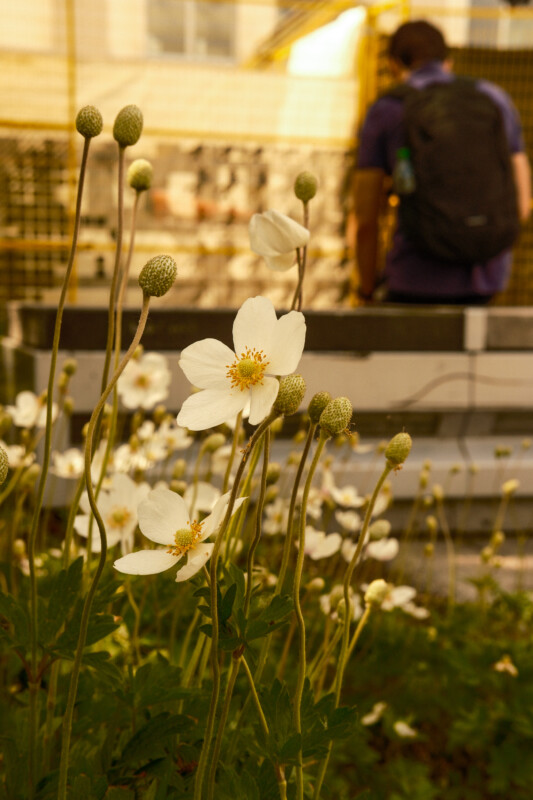 White flowers with yellow centers bloom in the foreground, while an out-of-focus person wearing a backpack stands near a fence in the background, bathed in warm sunlight.