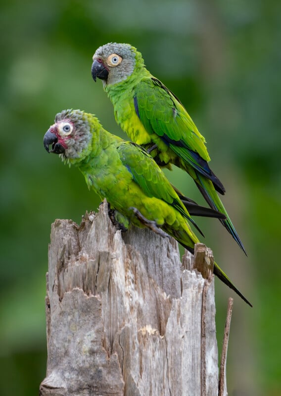 Two bright green parrots with blue-edged wings perch on a weathered tree stump against a blurred green background. One parrot appears younger, with softer features and a patchier face.