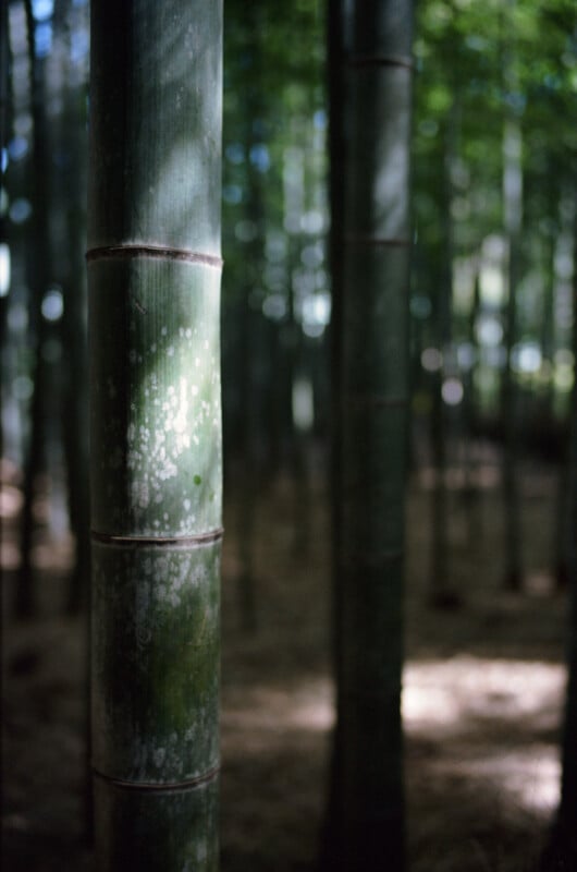 Close-up of a bamboo forest with sunlight filtering through the green canopy, highlighting one bamboo stalk in sharp focus while others fade softly into the background.