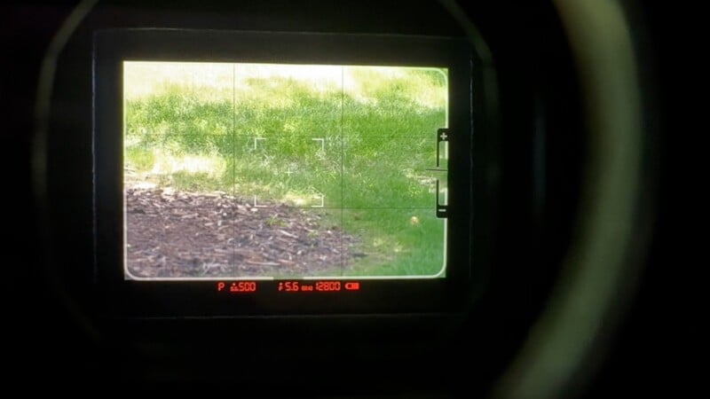 View through a camera viewfinder showing a grassy area with sunlight and wood chips, including focus and exposure settings displayed at the bottom of the viewfinder screen.