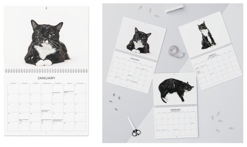 A wall calendar open to January with a black and white cat photo, next to three more months from the calendar, each featuring a different black and white cat photo, along with office supplies on a white surface.