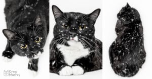 A black cat with white speckles and a white chest is shown in three poses on a white background: looking up, facing forward, and lying curled on its side. The cat has yellow eyes and looks curious.