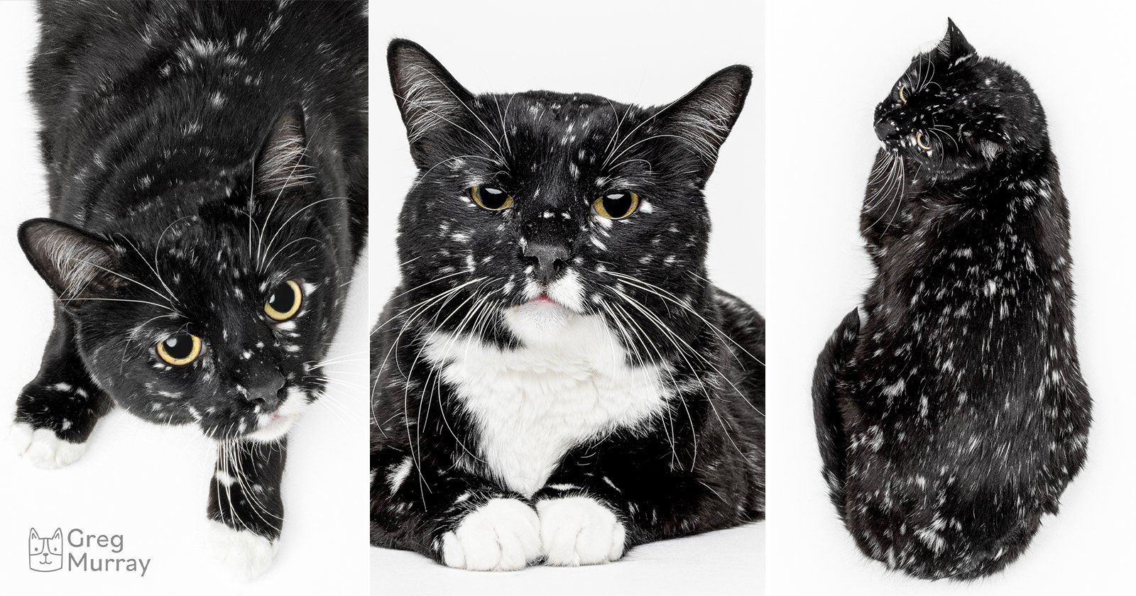 A black cat with white speckles and a white chest is shown in three poses on a white background: looking up, facing forward, and lying curled on its side. The cat has yellow eyes and looks curious.