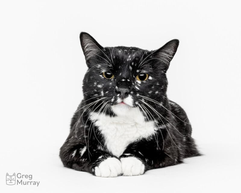 A black and white cat with white markings on its chest and face lies with its front paws tucked under its body, looking directly at the camera, against a plain white background.