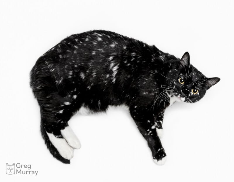 A black cat with white speckles and white paws lies on its side, looking up towards the camera, against a white background. The image is credited to Greg Murray in the lower left corner.