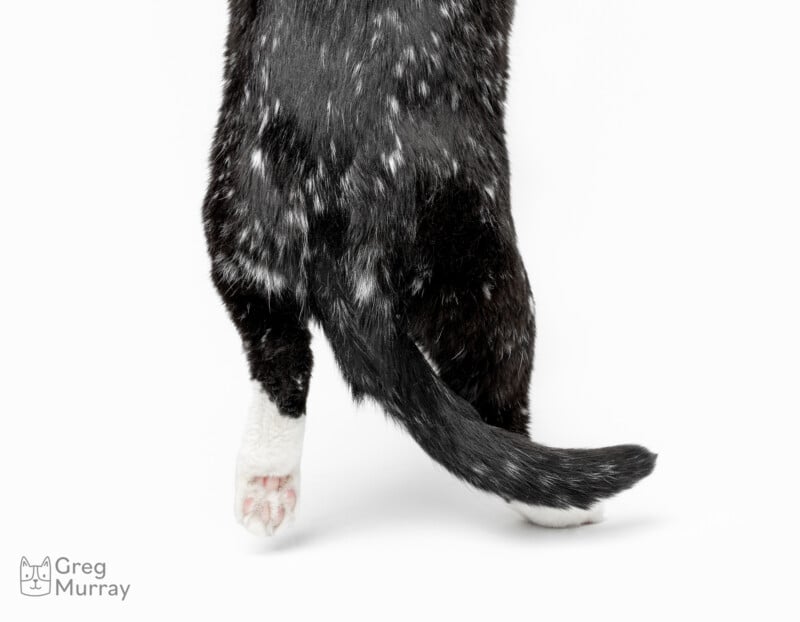 A close-up of the back legs and tail of a black cat with white paws and scattered white spots, standing against a white background. The cat's head and upper body are not visible.