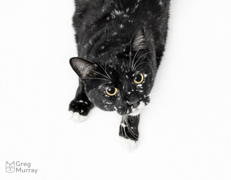 A black cat with white markings on its face, chest, and paws lies on a white background, looking up with bright yellow eyes. The cat appears playful and alert. The photo credit "Greg Murray" is in the bottom left corner.