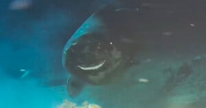 A Greenland shark swims underwater in a blurry, deep-sea environment, with its mouth slightly open and dim natural light illuminating the scene.