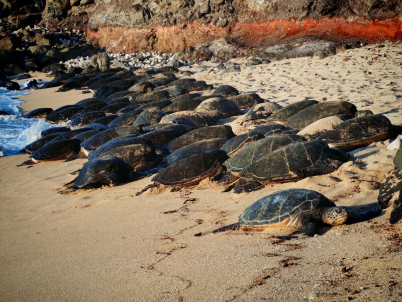A group of sea turtles rests on a sandy beach near the ocean, with rocky cliffs and reddish soil in the background. The turtles are close together, some near the water's edge and others farther up on the sand.