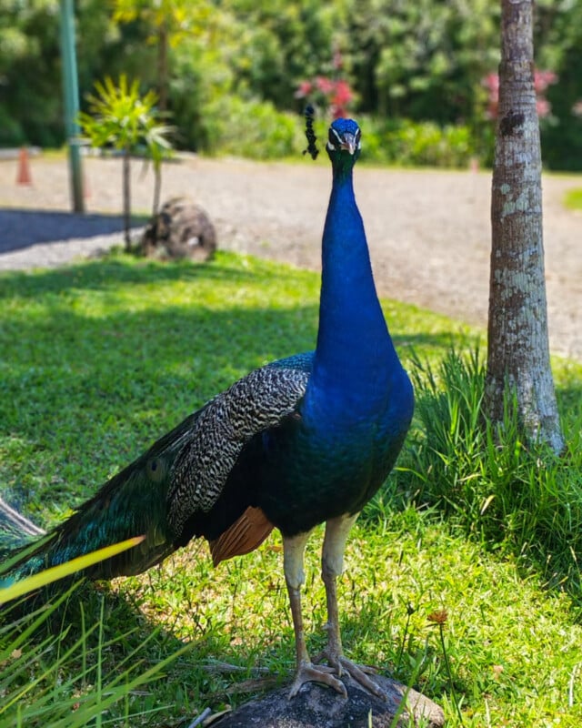A vibrant peacock with striking blue and green feathers stands on grass in a sunny, green outdoor setting, with trees and plants in the background.