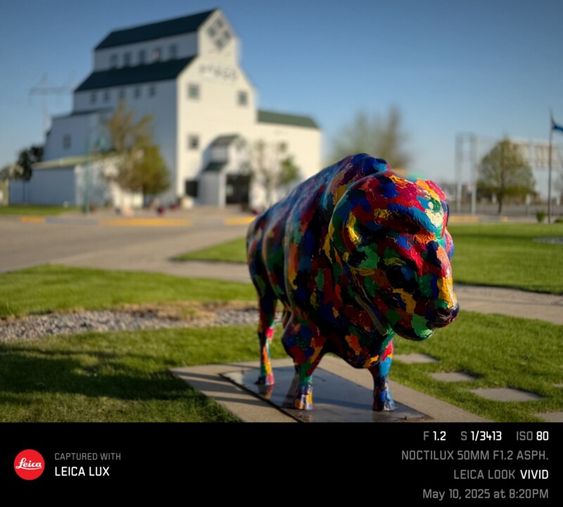 A colorful, abstractly painted bison statue stands on a sidewalk with a white barn-like building in the blurred background. Photo details and Leica Lux branding appear at the bottom of the image.